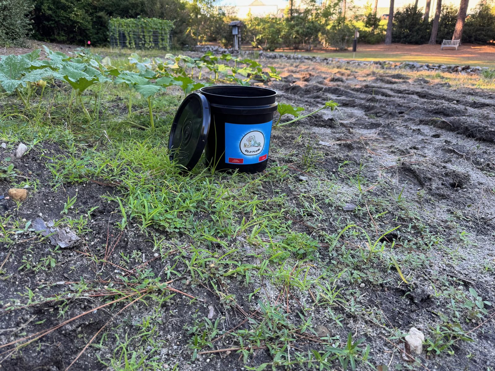 Old Plow bucket in a freshly worked garden plot