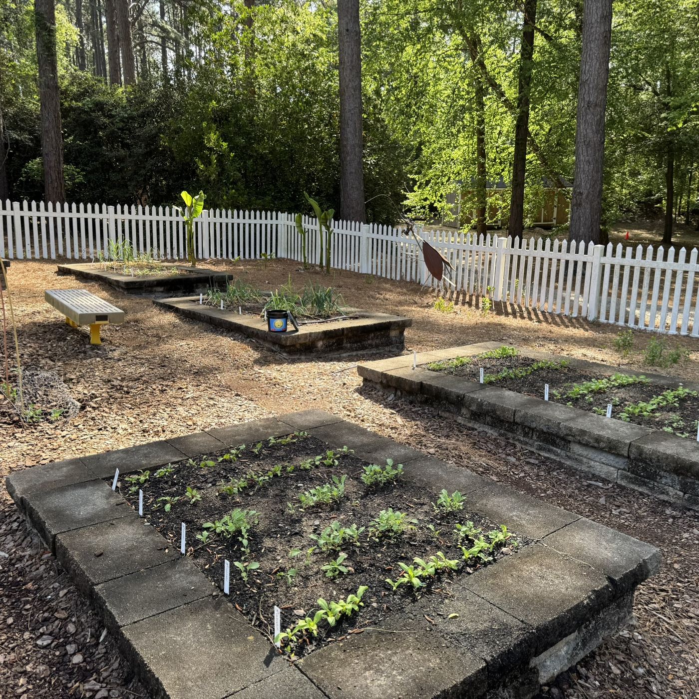 Raised beds planted with seedlings